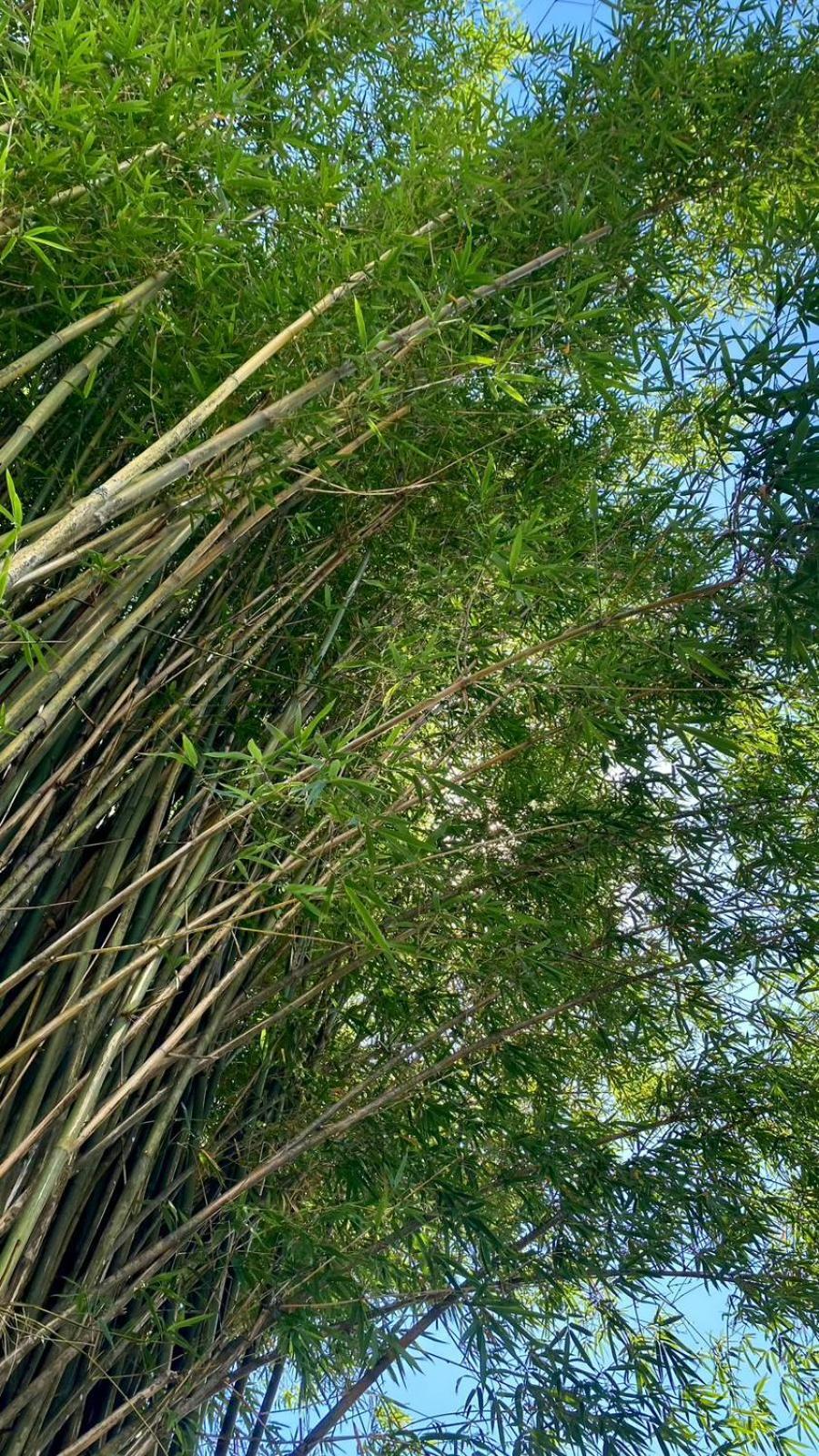 Pousada Dos Sonhos - Timbe Do Sul Timbe do Sul Exterior foto